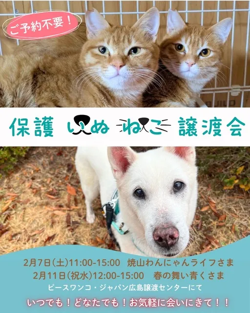 保護いぬねこ譲渡会