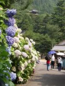 第17回　備前市大滝山西法院　あじさい祭り