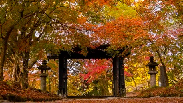紅葉・見ごろ】秋月城跡「黒門」