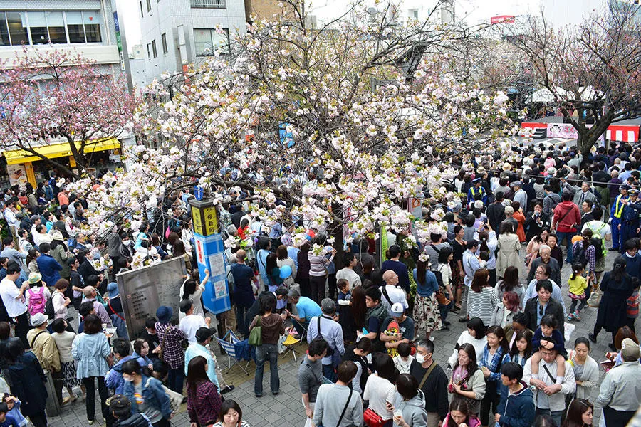第35回桜新町さくらまつり_1