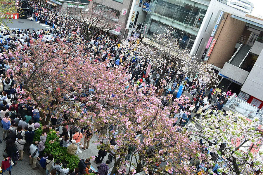 第35回桜新町さくらまつり_6