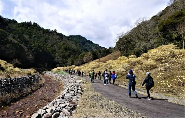 早春の里山　みつまたの森ウォーキング_1