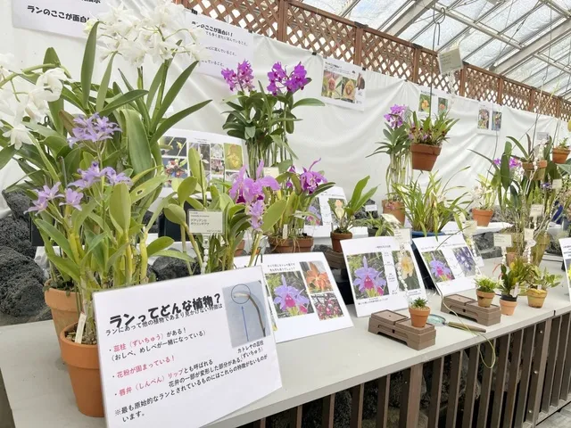秋の洋ラン展