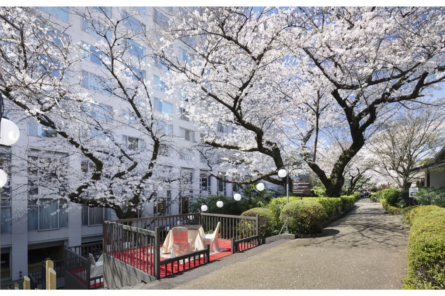 高輪 桜まつり 2026_14