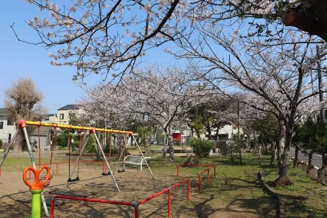 【桜・見ごろ】陣屋町公園_1