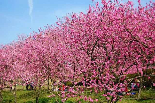 第50回古河桃まつり