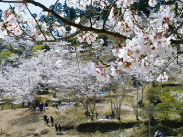【桜・見ごろ】竹香園_1