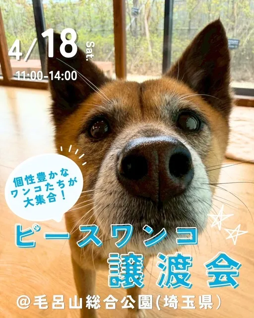 ピースワンコ譲渡会@毛呂山総合公園