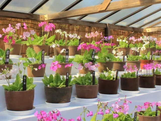 三溪園　さくらそう展