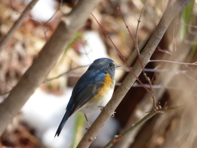 新春定例探鳥会 ～2026年鳥見初め～