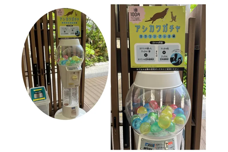 世界ペンギン・カワウソの日2026 in サンシャイン水族館_5