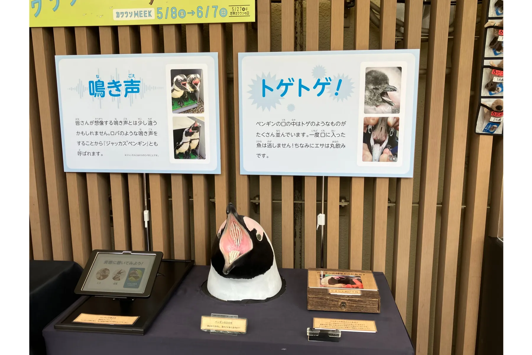 世界ペンギン・カワウソの日2026 in サンシャイン水族館_9