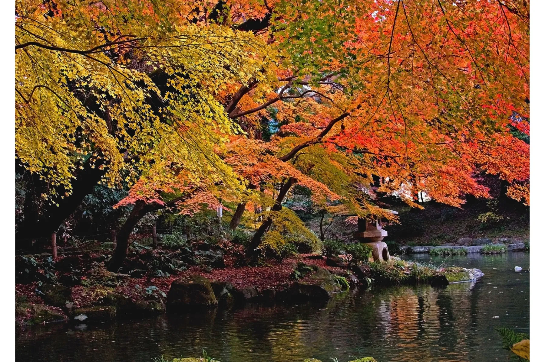 成田山新勝寺成田山公園の紅葉情報_1