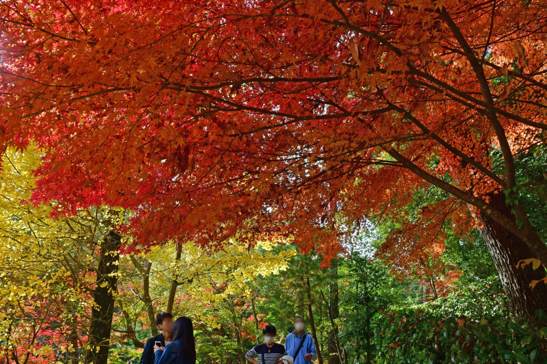 成田山新勝寺成田山公園の紅葉情報_2
