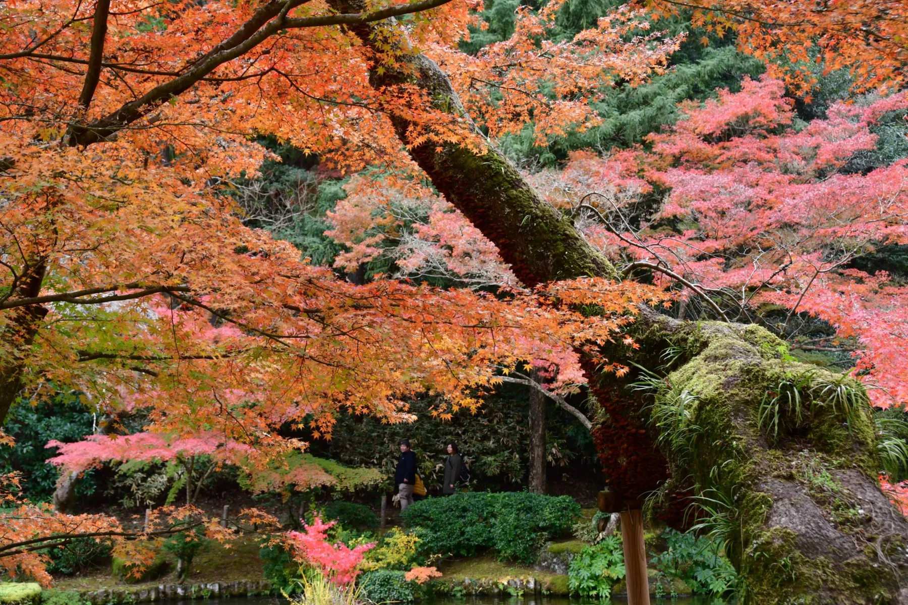成田山新勝寺成田山公園の紅葉情報_4
