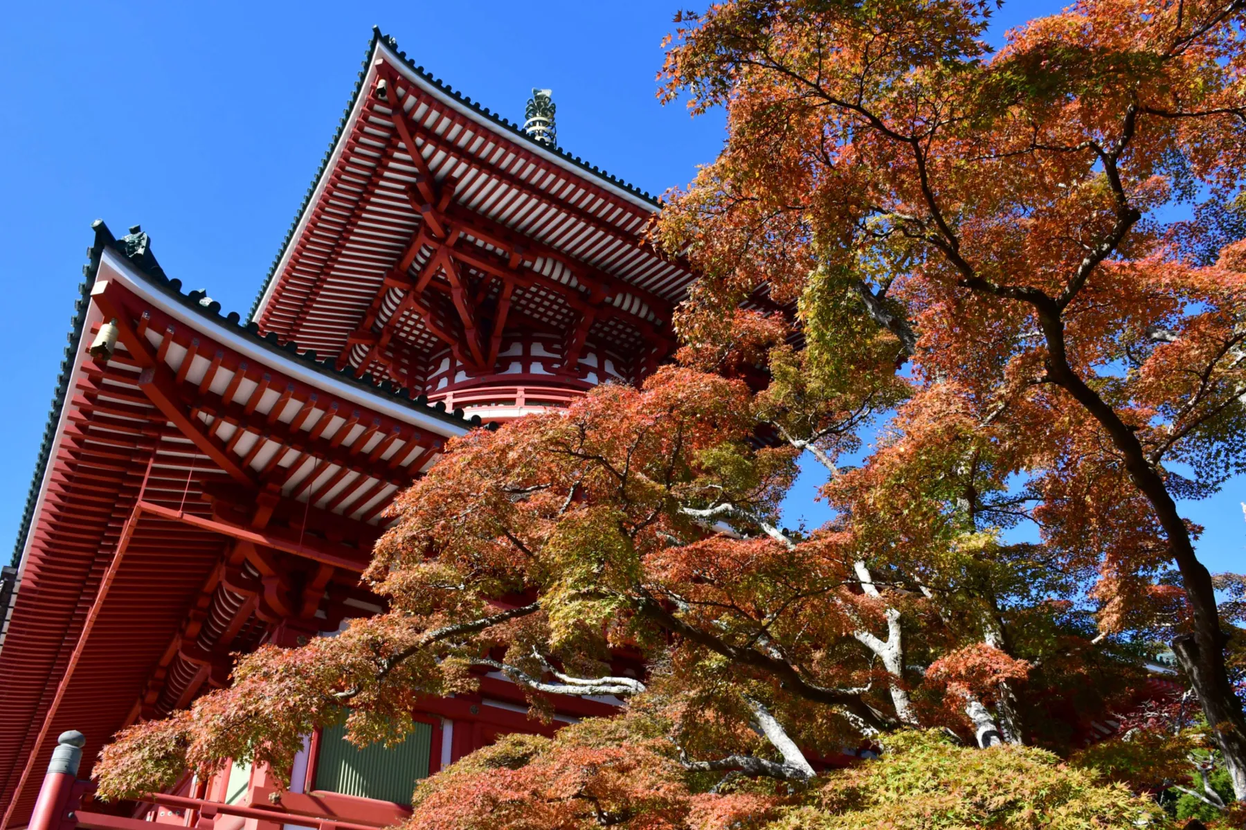 成田山新勝寺成田山公園の紅葉情報_5