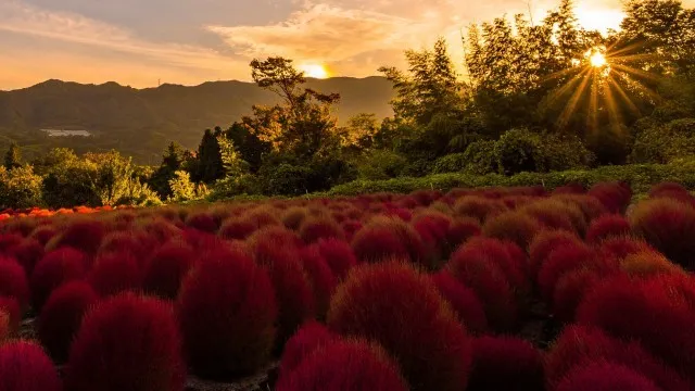 【紅葉・見ごろ】伊賀野の花畑　ホウキ草