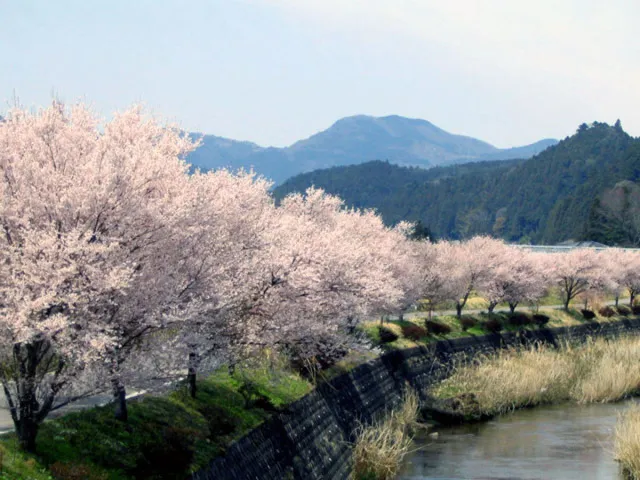 桜・見ごろ】津具川の桜並木