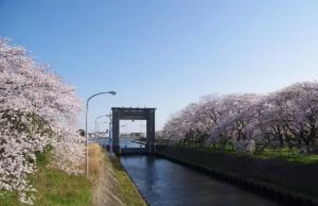 【桜・見ごろ】江戸川水閘門_1
