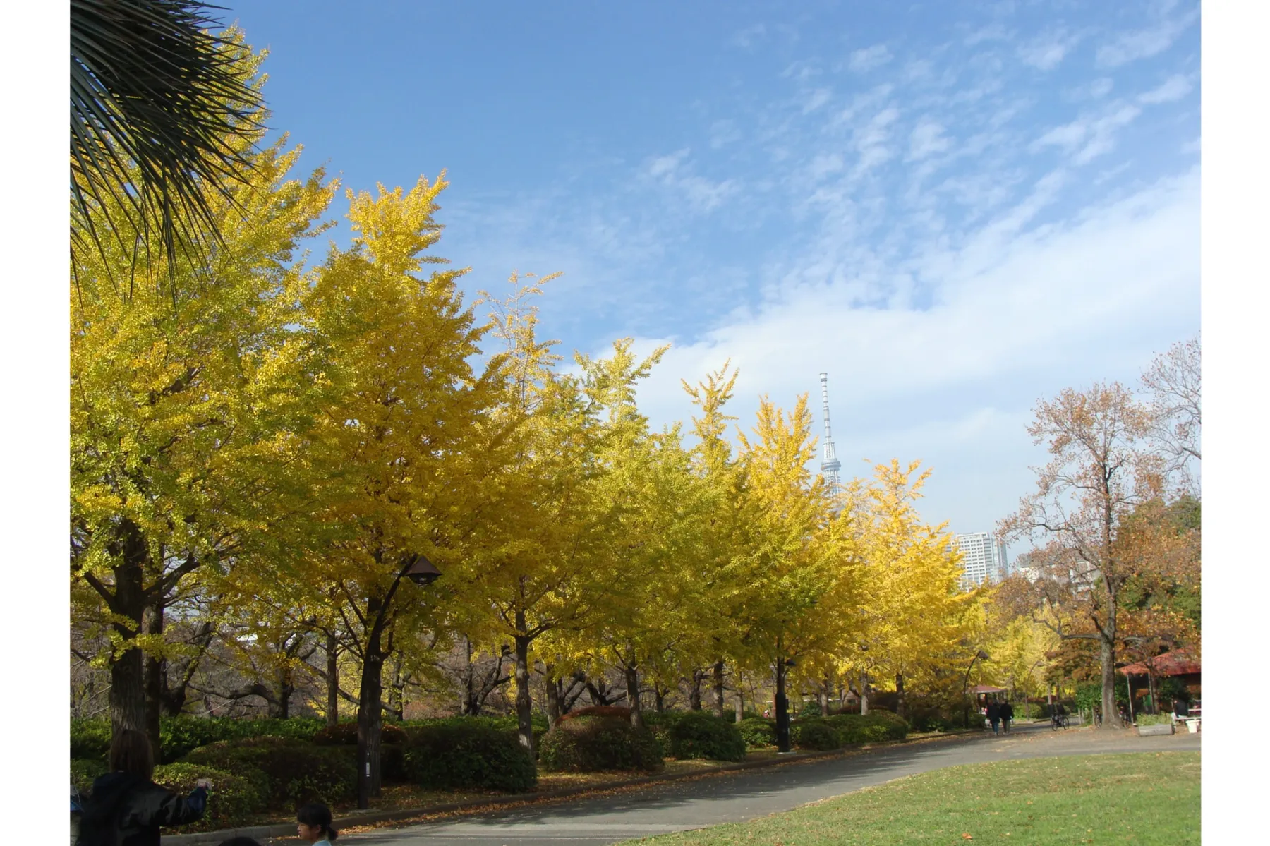 猿江恩賜公園の紅葉情報_1