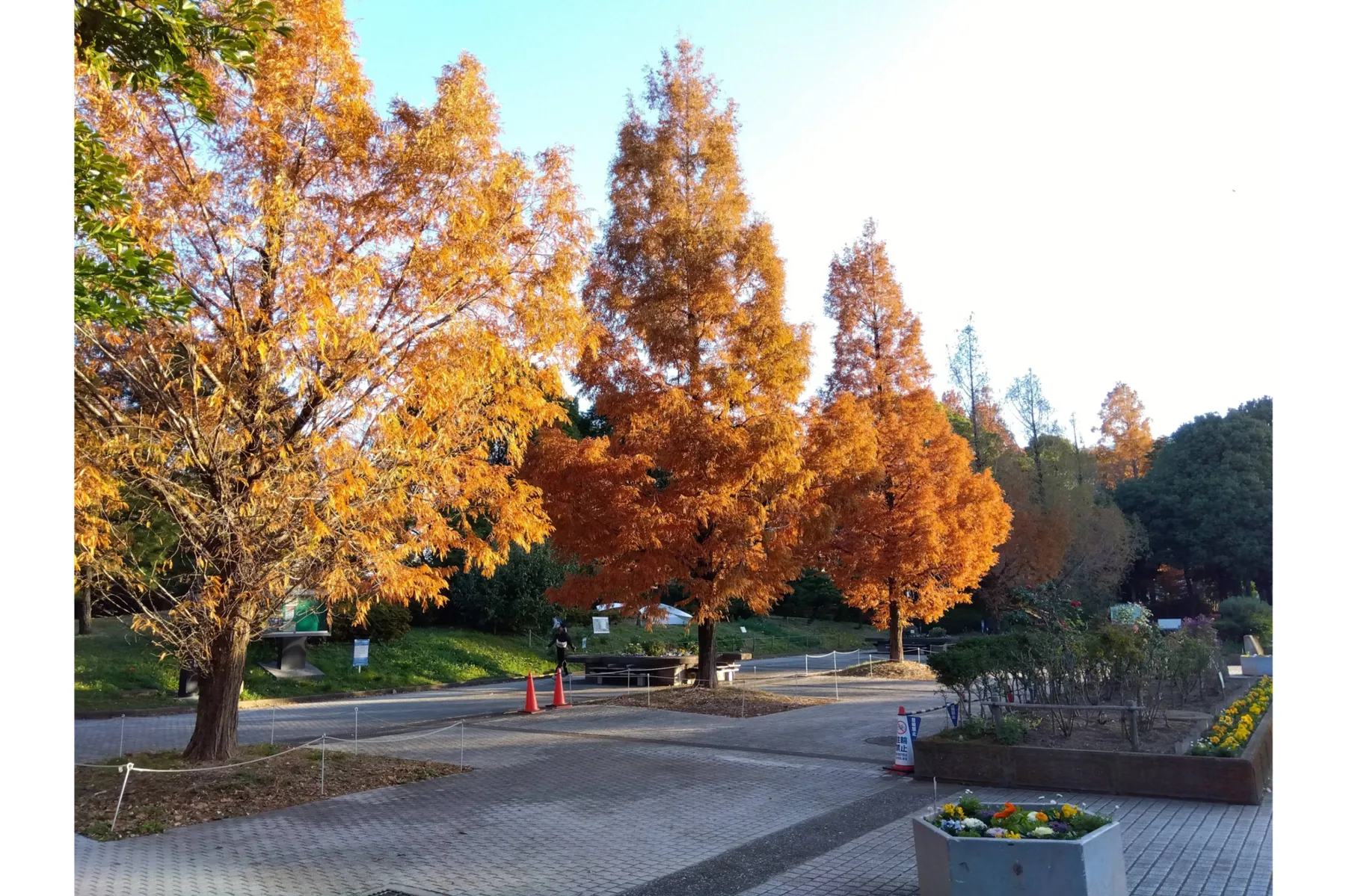 猿江恩賜公園の紅葉情報_2