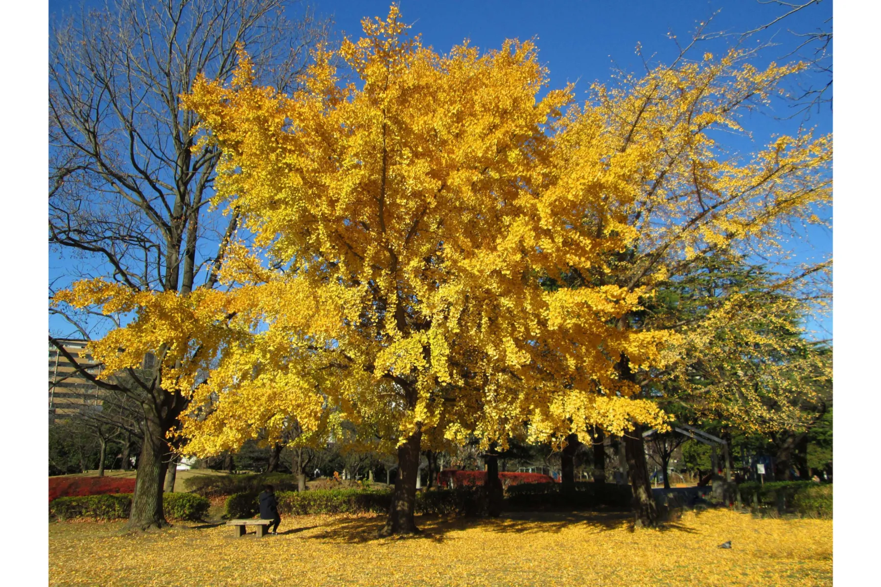 猿江恩賜公園の紅葉情報_3