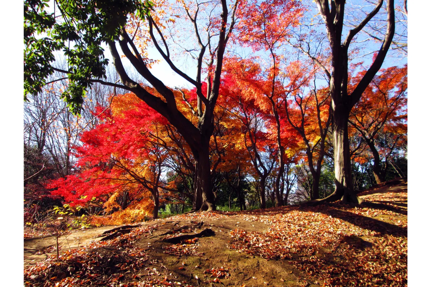 猿江恩賜公園の紅葉情報_4