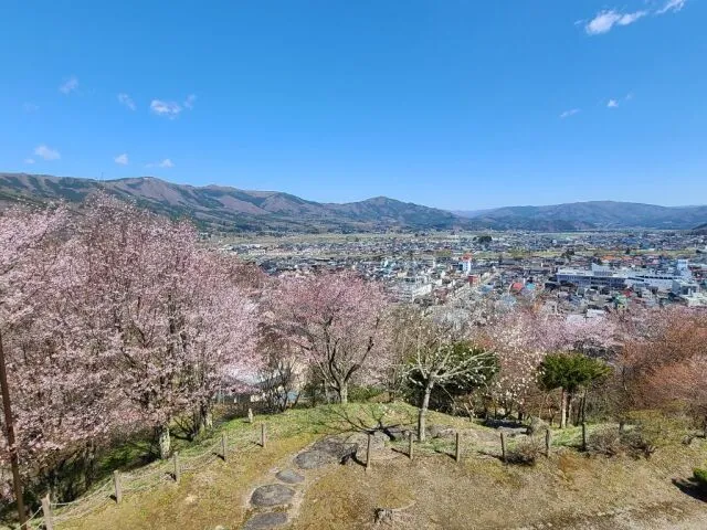 【桜・見ごろ】鍋倉公園