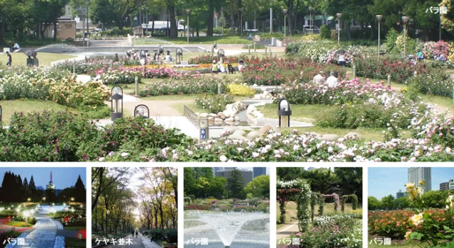【花・見ごろ】靱公園　バラ園