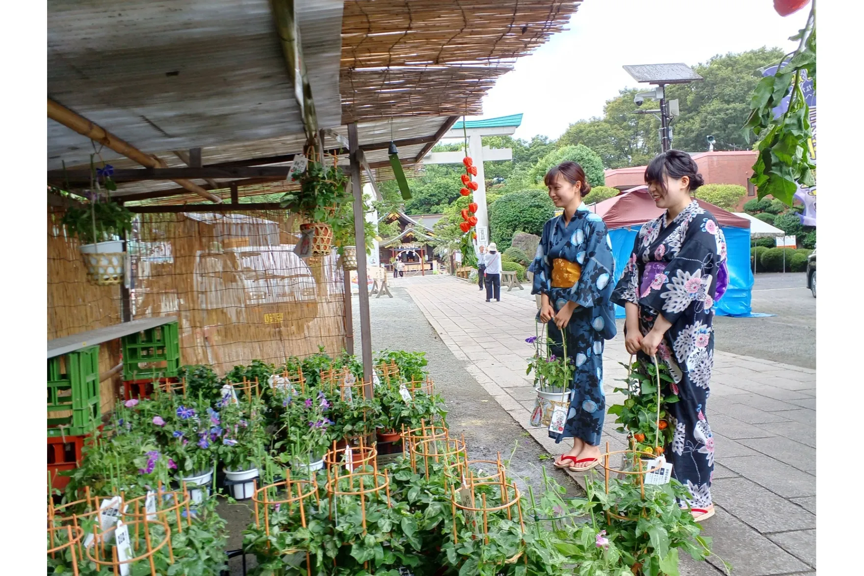 出雲大社相模分祠「夏詣」_8