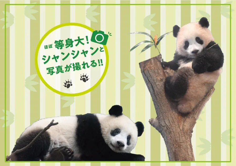 HAPPY 4th BIRTHDAY シャンシャン誕生日おめでとう