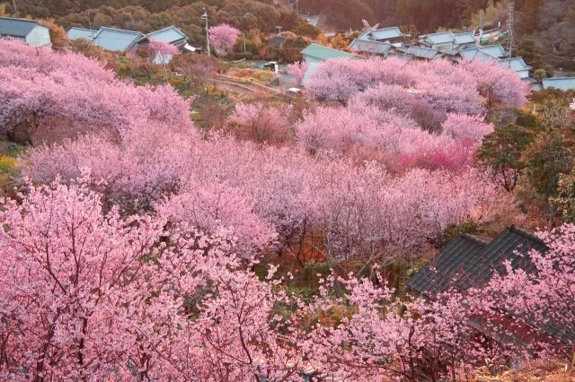 【桜・見ごろ】桑田山雪割り桜