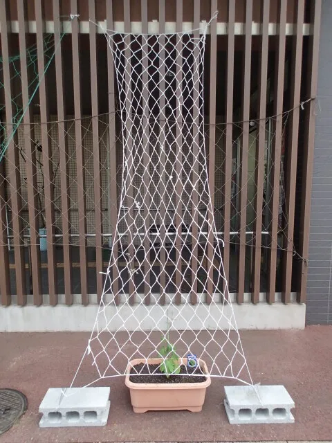 緑のカーテンを編もう