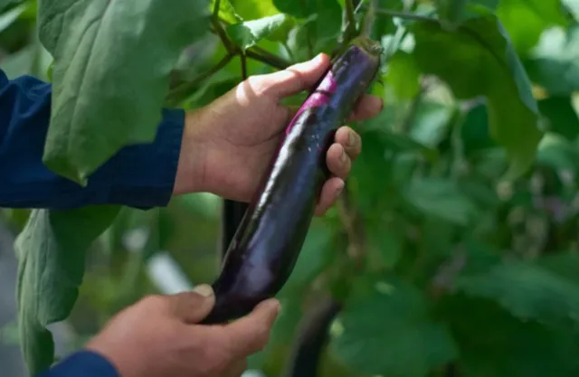 絶滅危惧野菜ガーデン
