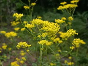 【花・見ごろ】越前町立福井総合植物園　プラントピア　オミナエシ