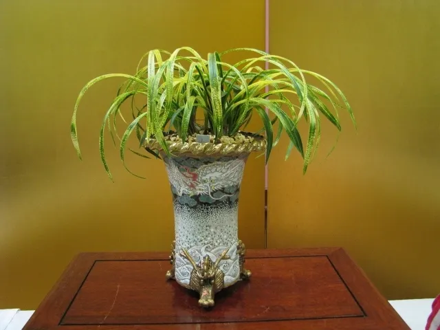 湯の里湯河原　東洋蘭展示大会