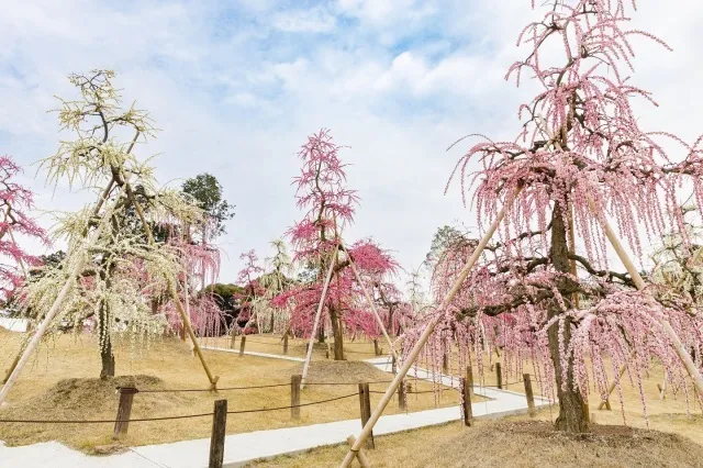 三室戸寺　しだれ梅園の開園