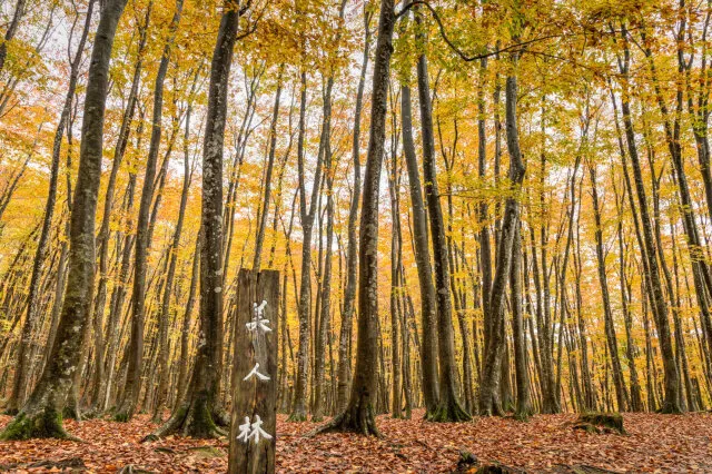 【紅葉・見ごろ】美人林