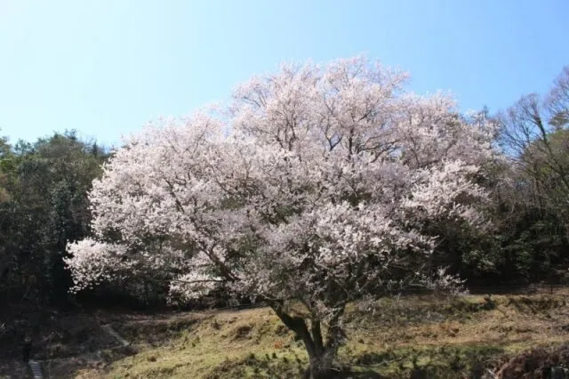 【桜・見ごろ】宿根の大桜_1