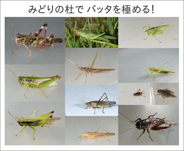 むかっち博士の自然観察会　10月　バッタ類を極める！
