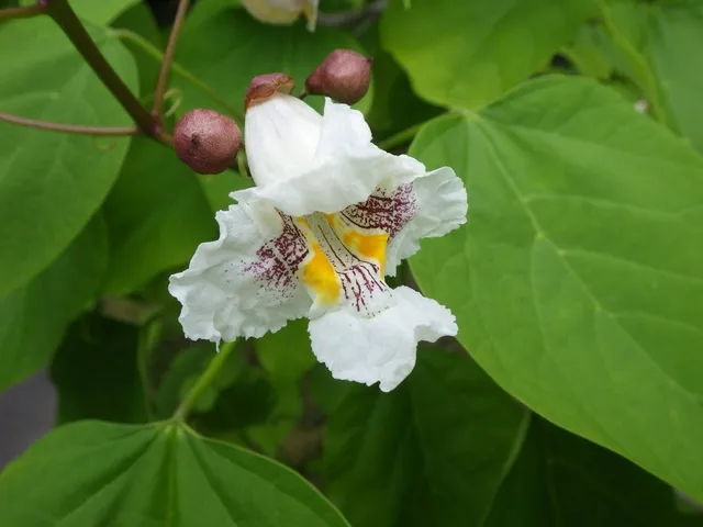 道草ウォーキング（11月）