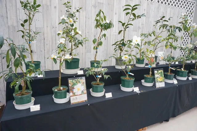 企画展示「野生ツバキと冬の花展」