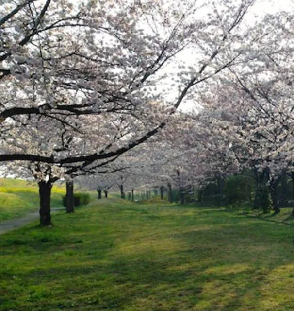 【桜・見ごろ】におどり公園_1