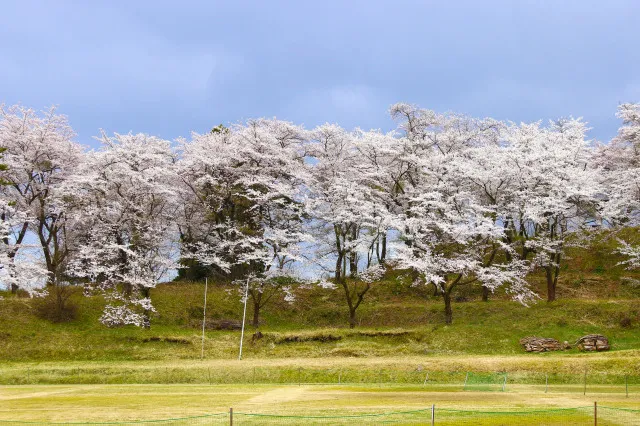 【桜・見ごろ】八反田公園