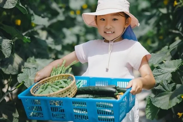練馬区内の農家で『春夏野菜収穫体験/農業体験』