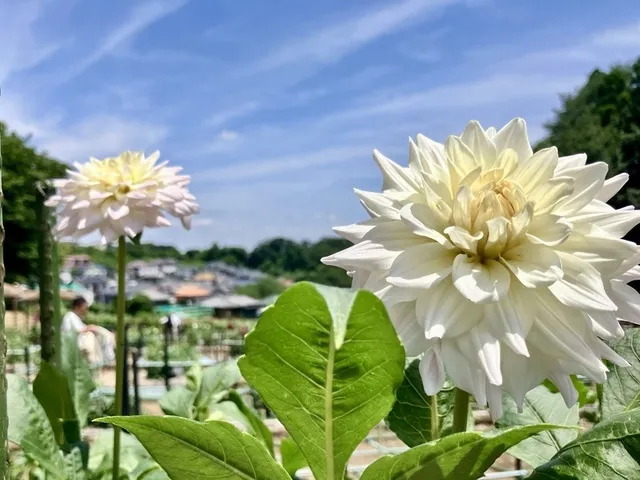 町田薬師池公園四季彩の杜 ダリア園