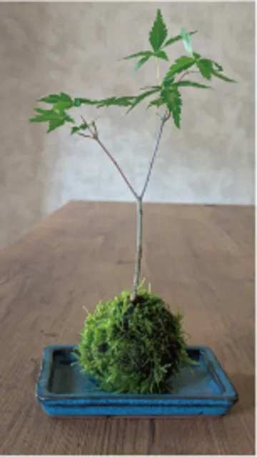 和の風情　苔玉づくり