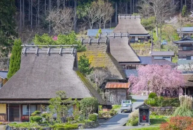 【桜・見ごろ】美山かやぶきの里