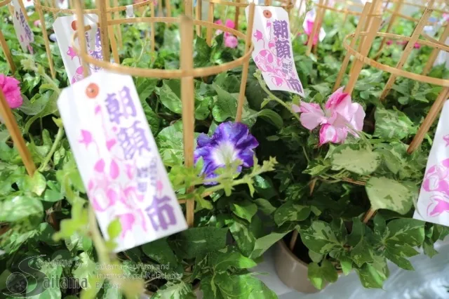 第30回人形のまち岩槻 朝顔市