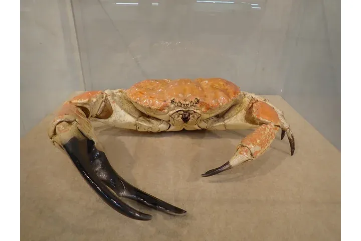 特別展「ちば恐竜博－驚異の捕食者（ハンター）たち－」_18